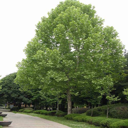 플라타너스