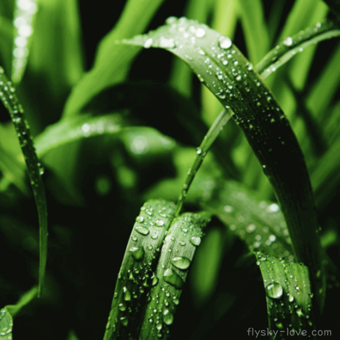 시트로넬라 (Citronella)