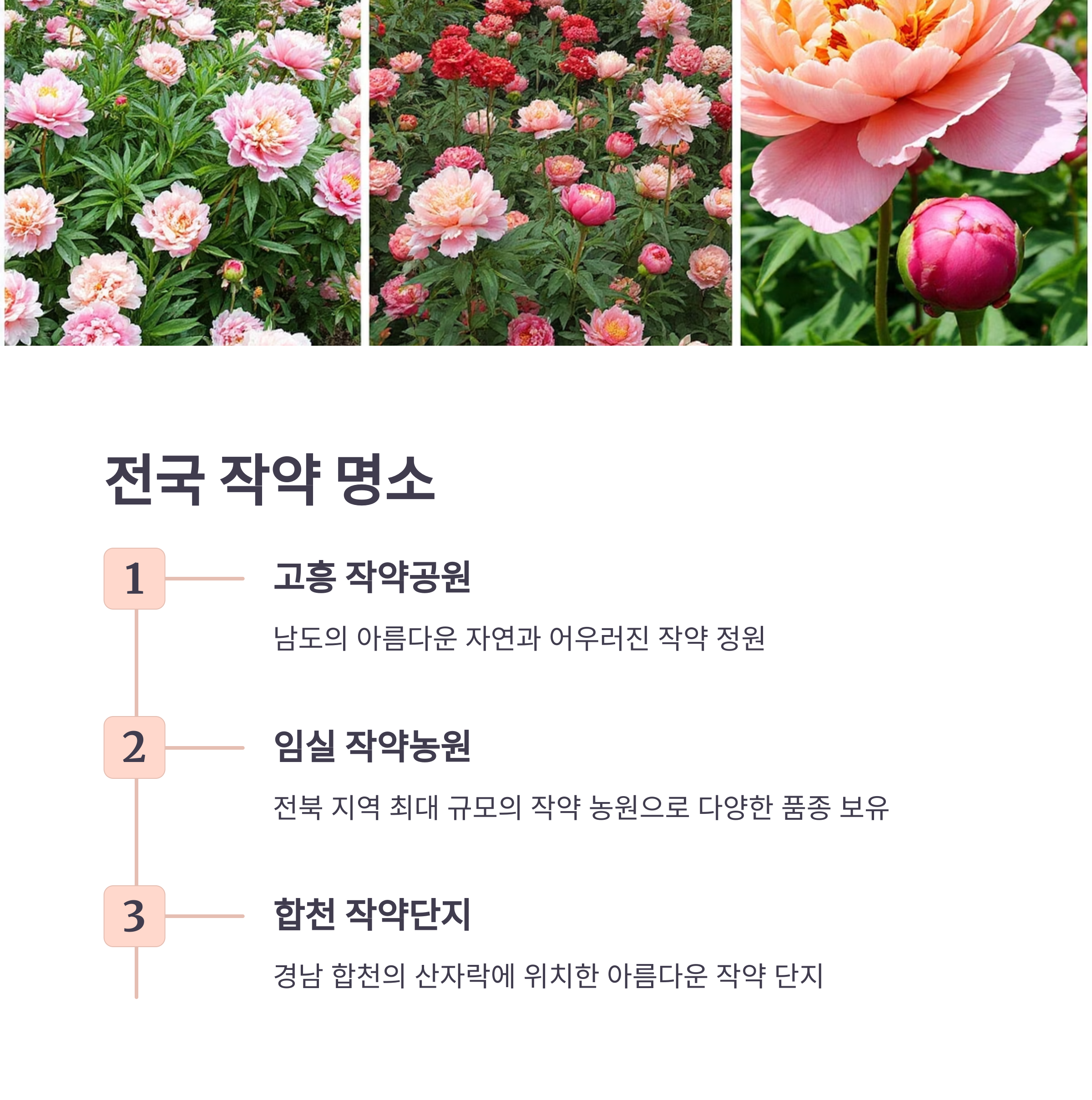 2025년 5월, 전국 작약꽃 축제 총정리