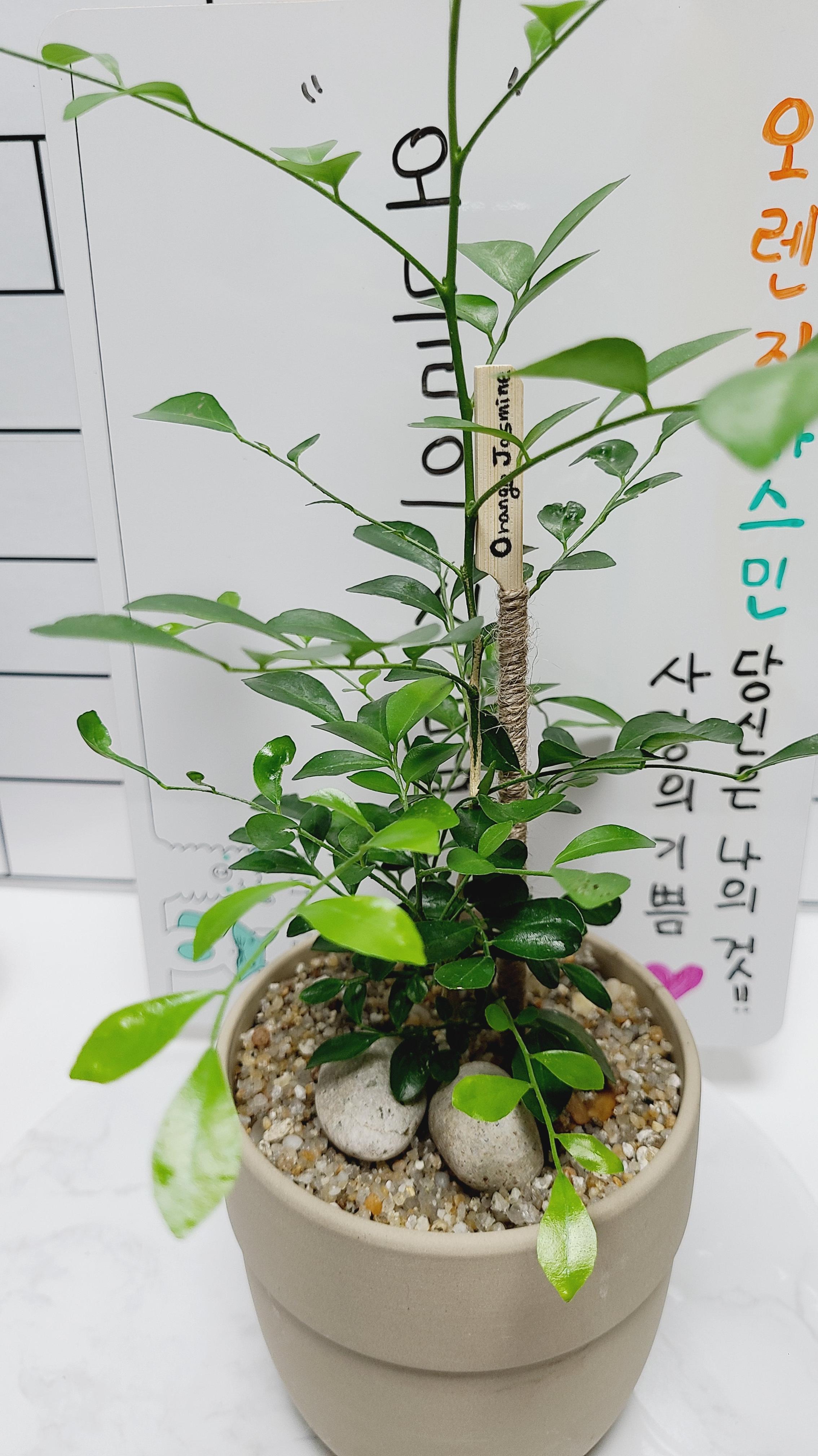 꽃 향기가 너무 좋은 오렌지 자스민