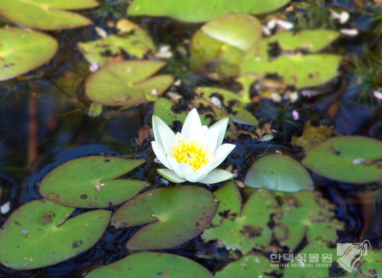 한택식물에서 볼 수 있는 꽃 - 각시수련 