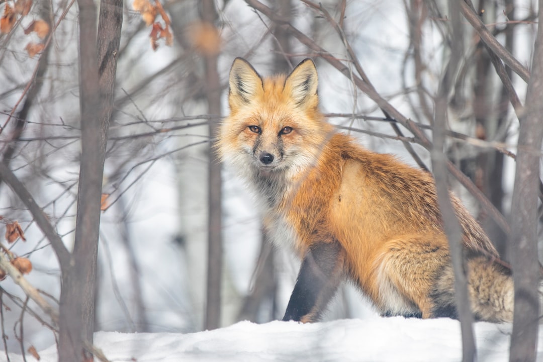 'Fox'