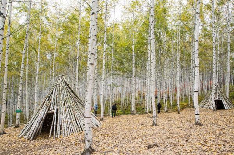 인제 자작나무숲