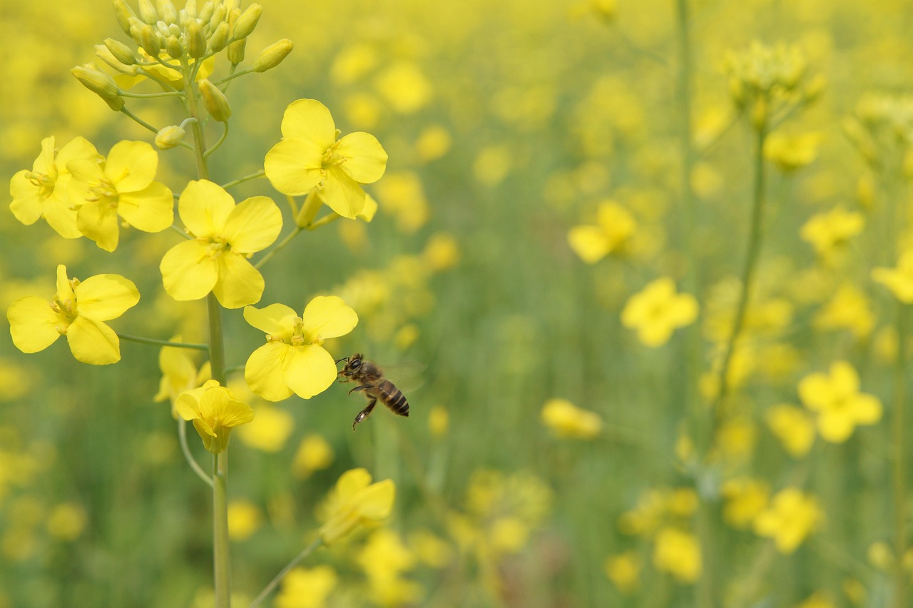 2025 삼척 맹방유채꽃축제