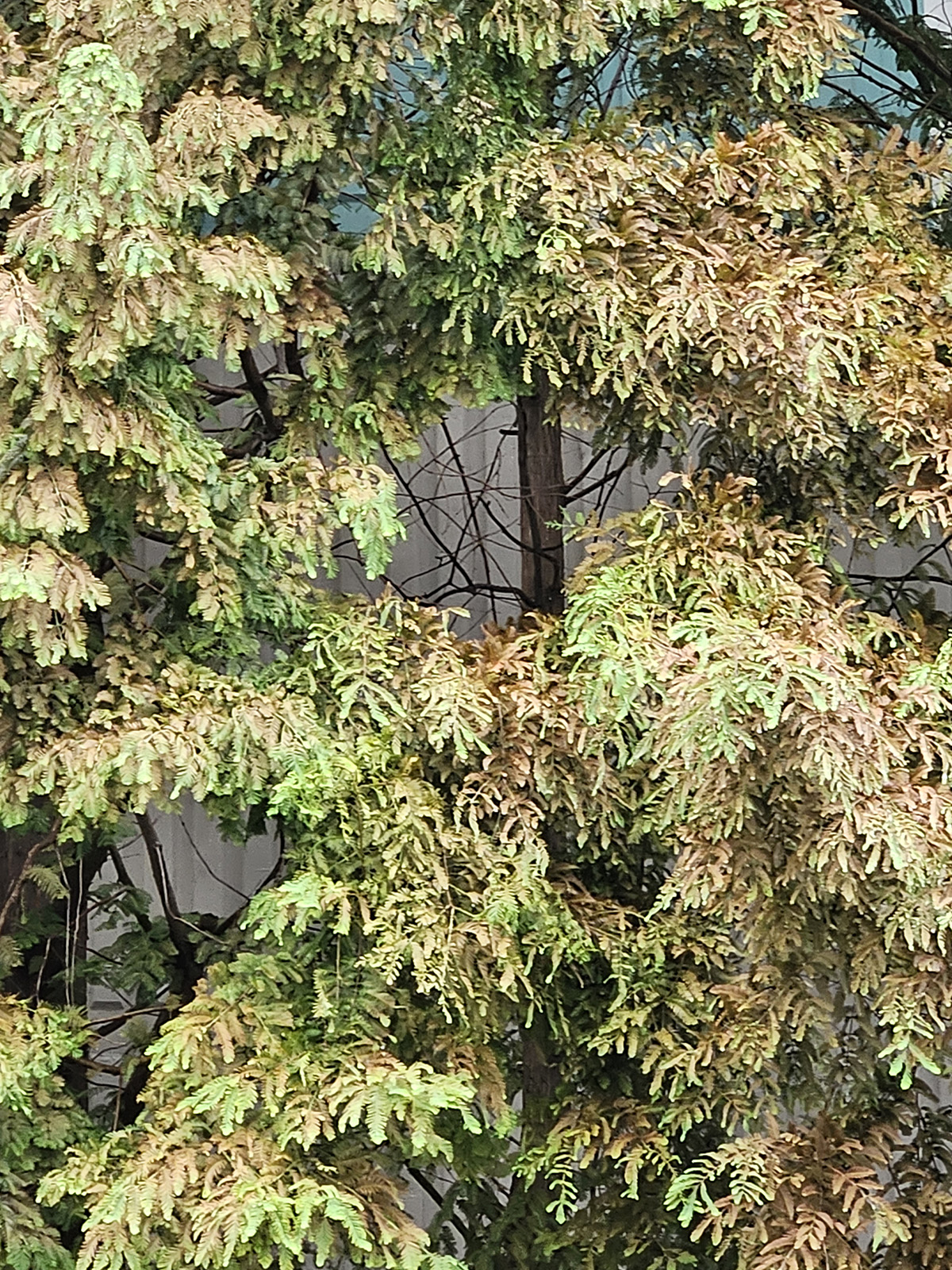 메타세쿼이아 응애6