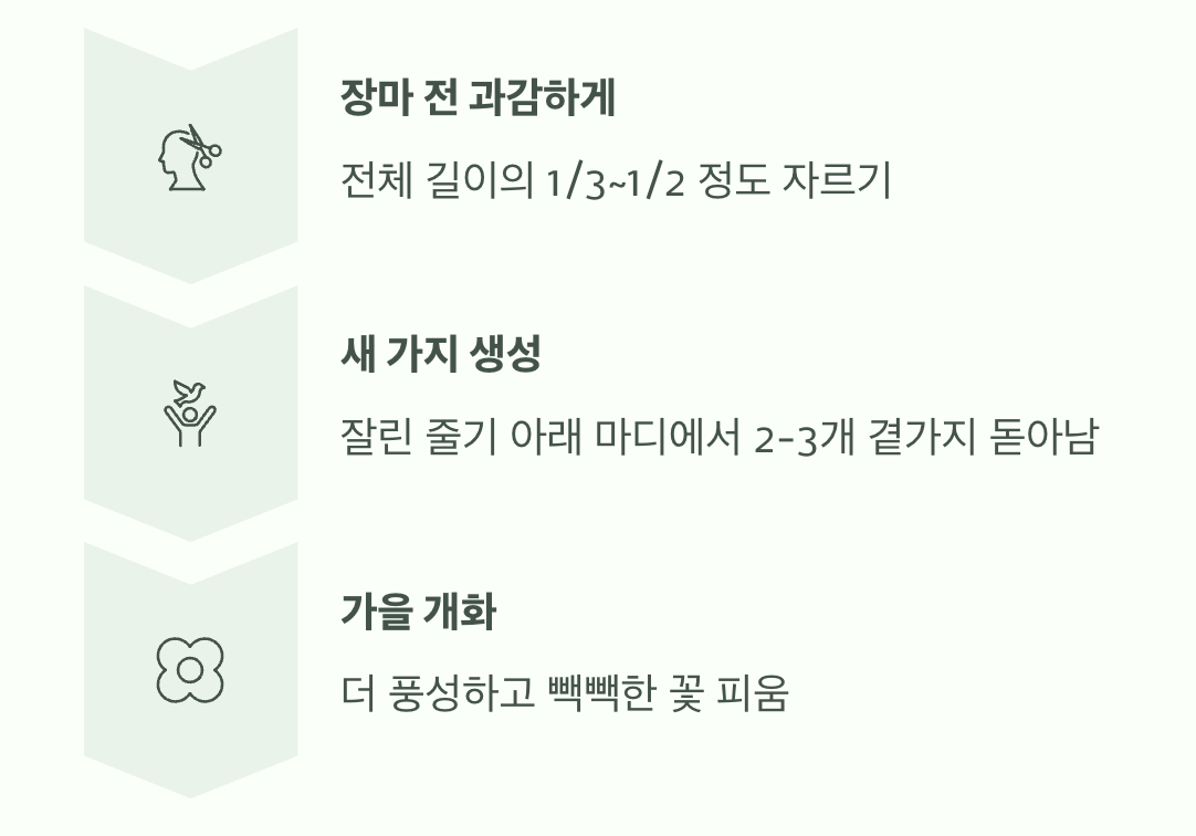 풍성함을 위한 '가지치기'의 마법