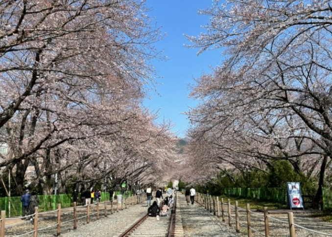 진해 군항제 완벽 가이드: 대한민국 최대 벚꽃 축제