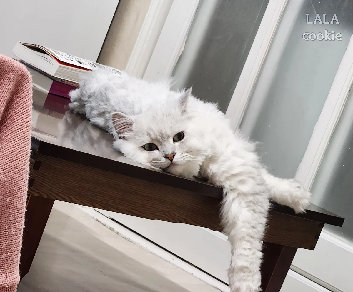 누워서-쉬는-고양이