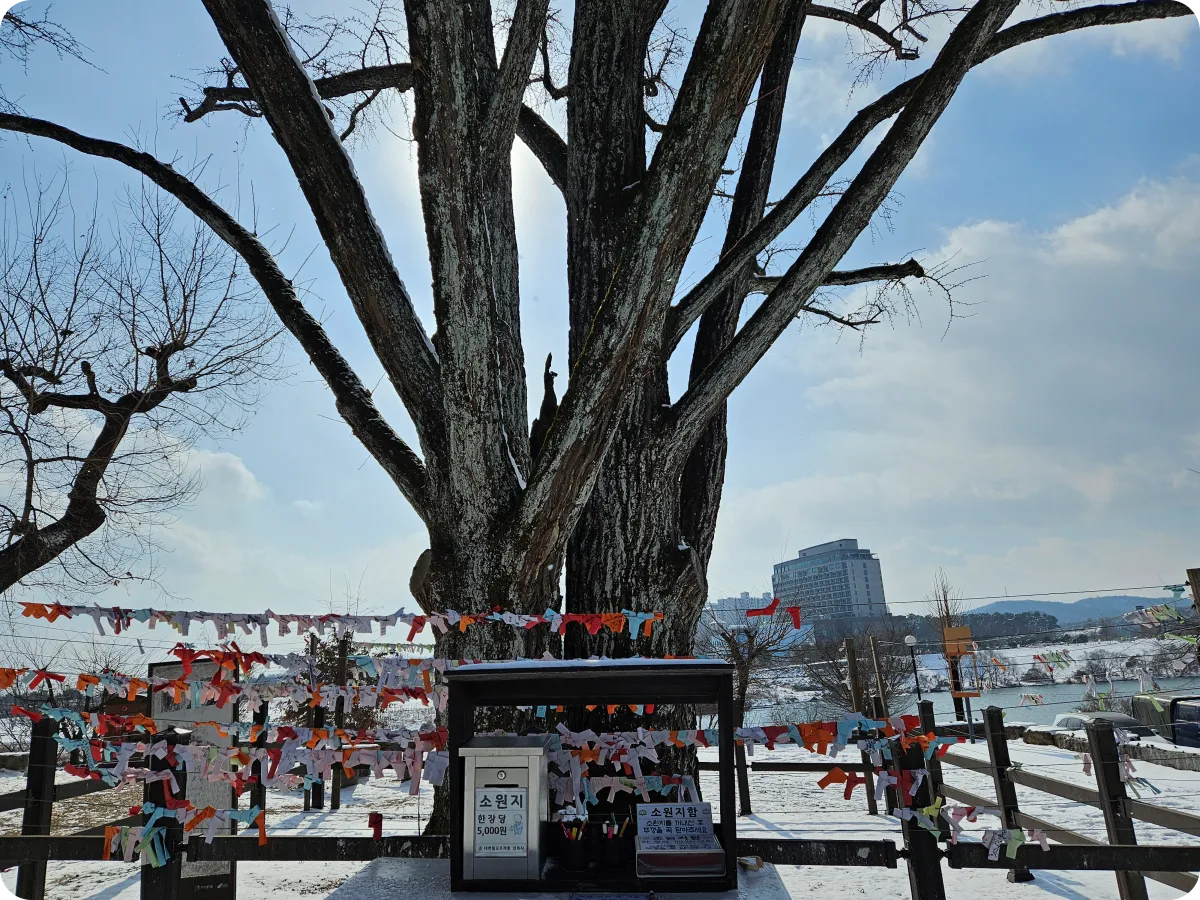 여주-신륵사-은행나무-보호수-보이는-관세음보살-소원종이