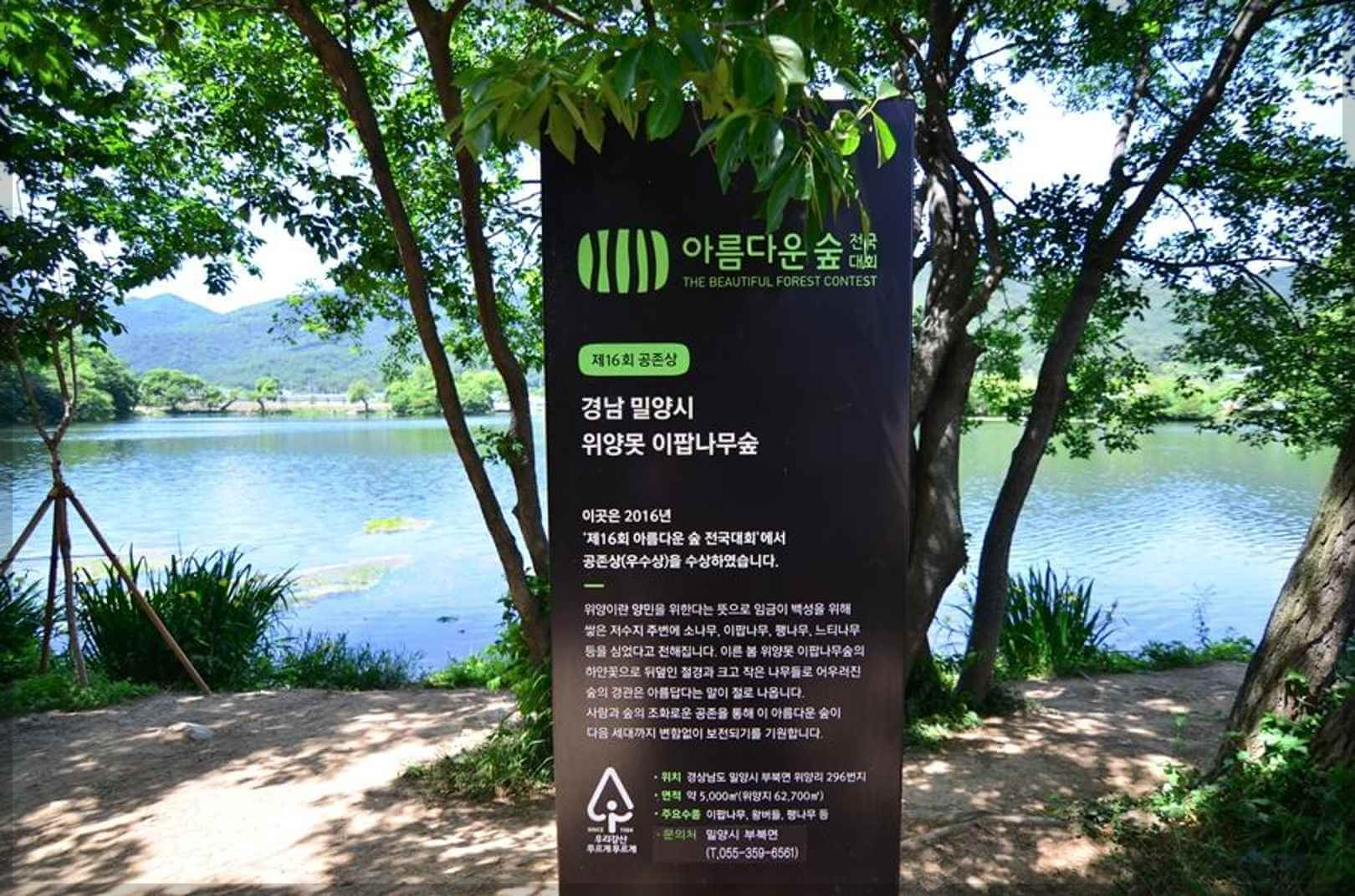 이팝나무 군락지 추천 명소 (best3)