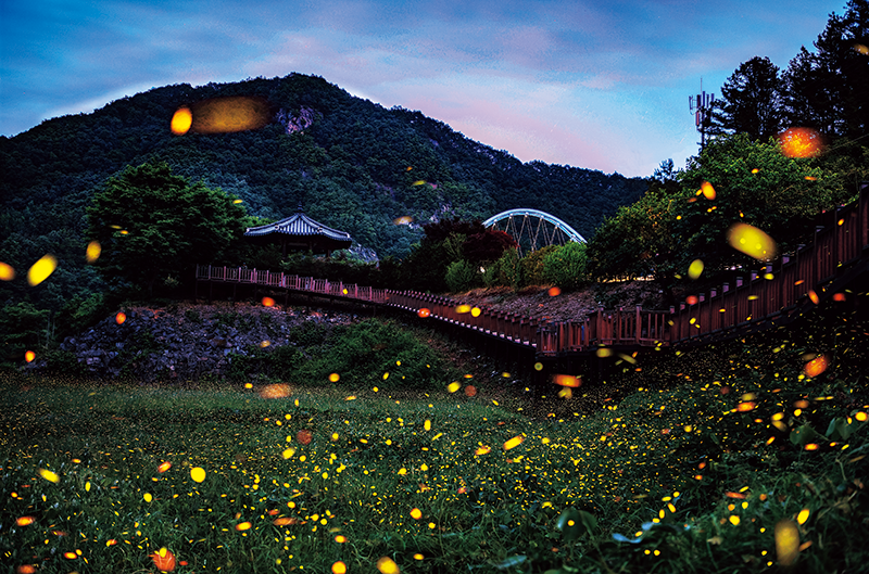 무주 반딧불이 축제 관련 사진