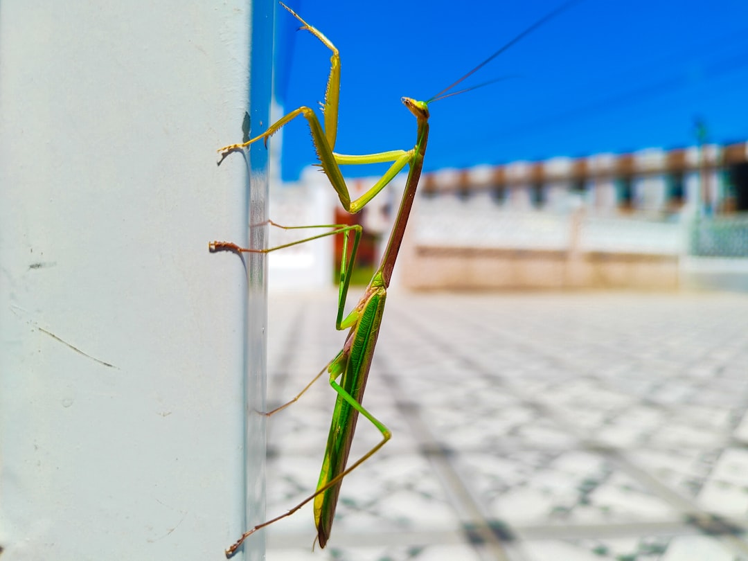 Claw