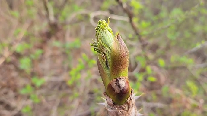 엄나무순 채취 시기와 방법은? -엄나무순