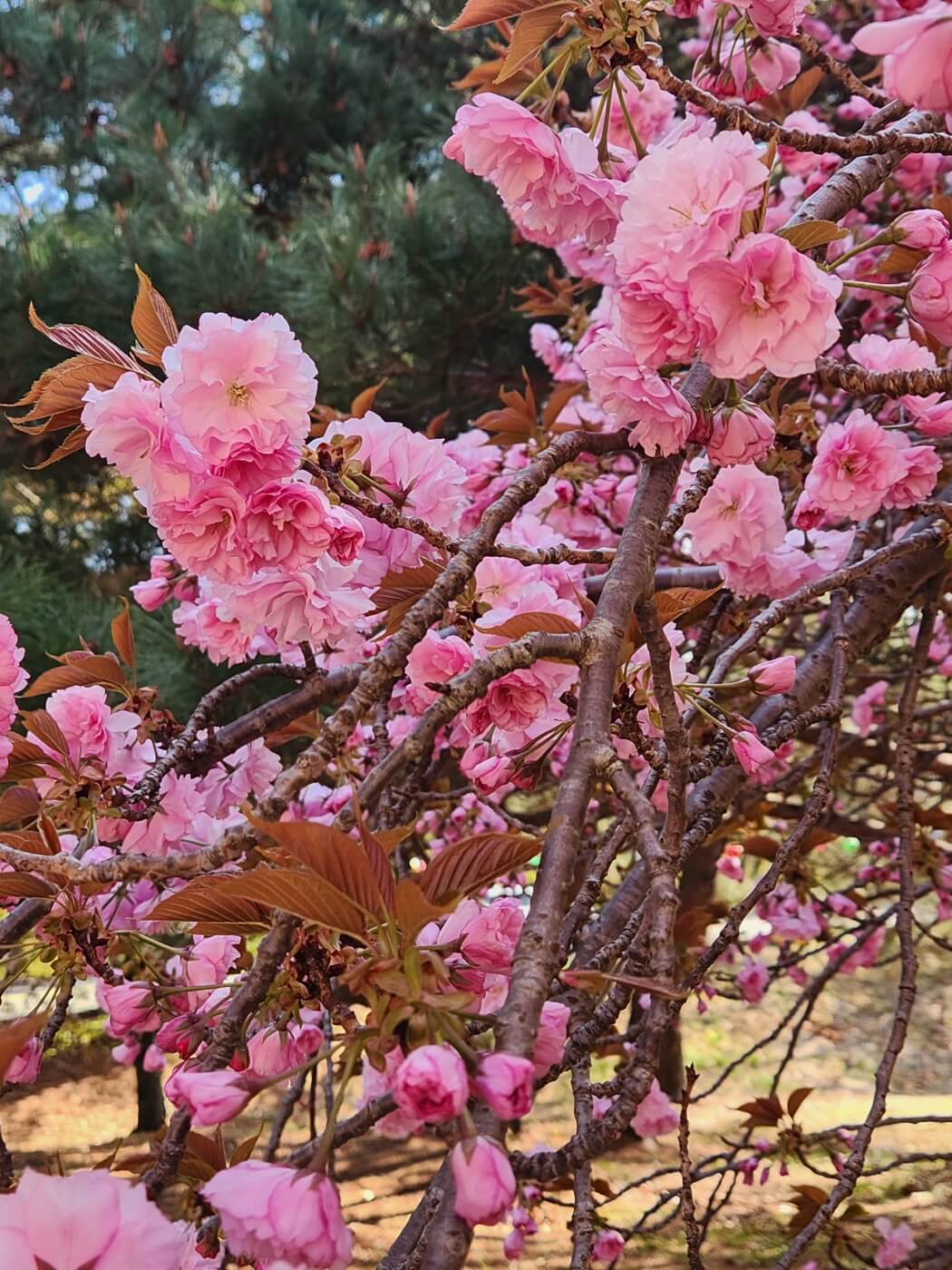 겹벚꽃4월15일자