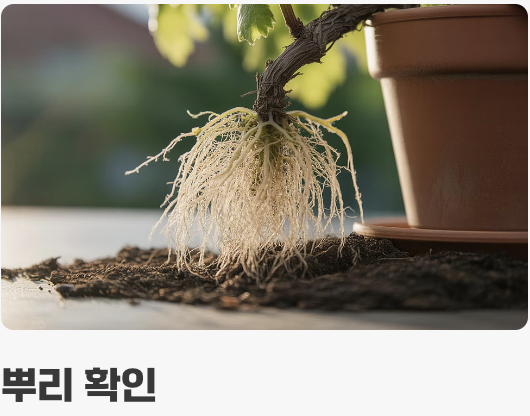 첫 단추가 중요해요, 튼튼한 모종 고르기
