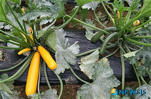 주키니 재배 모종 활착 순치기 수확 타이밍_4