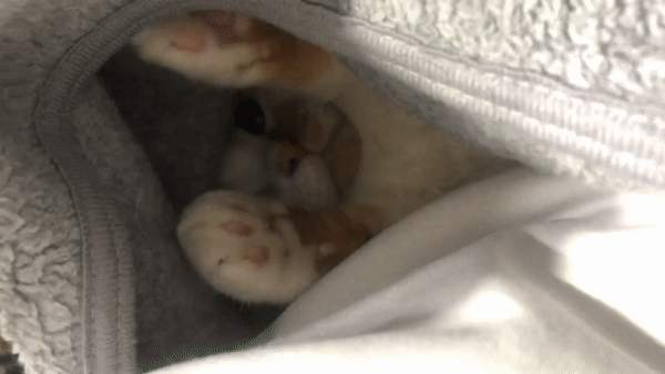 고양이애교
