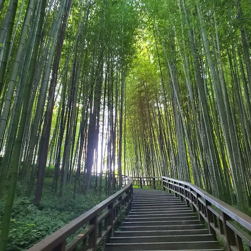 담양죽녹원