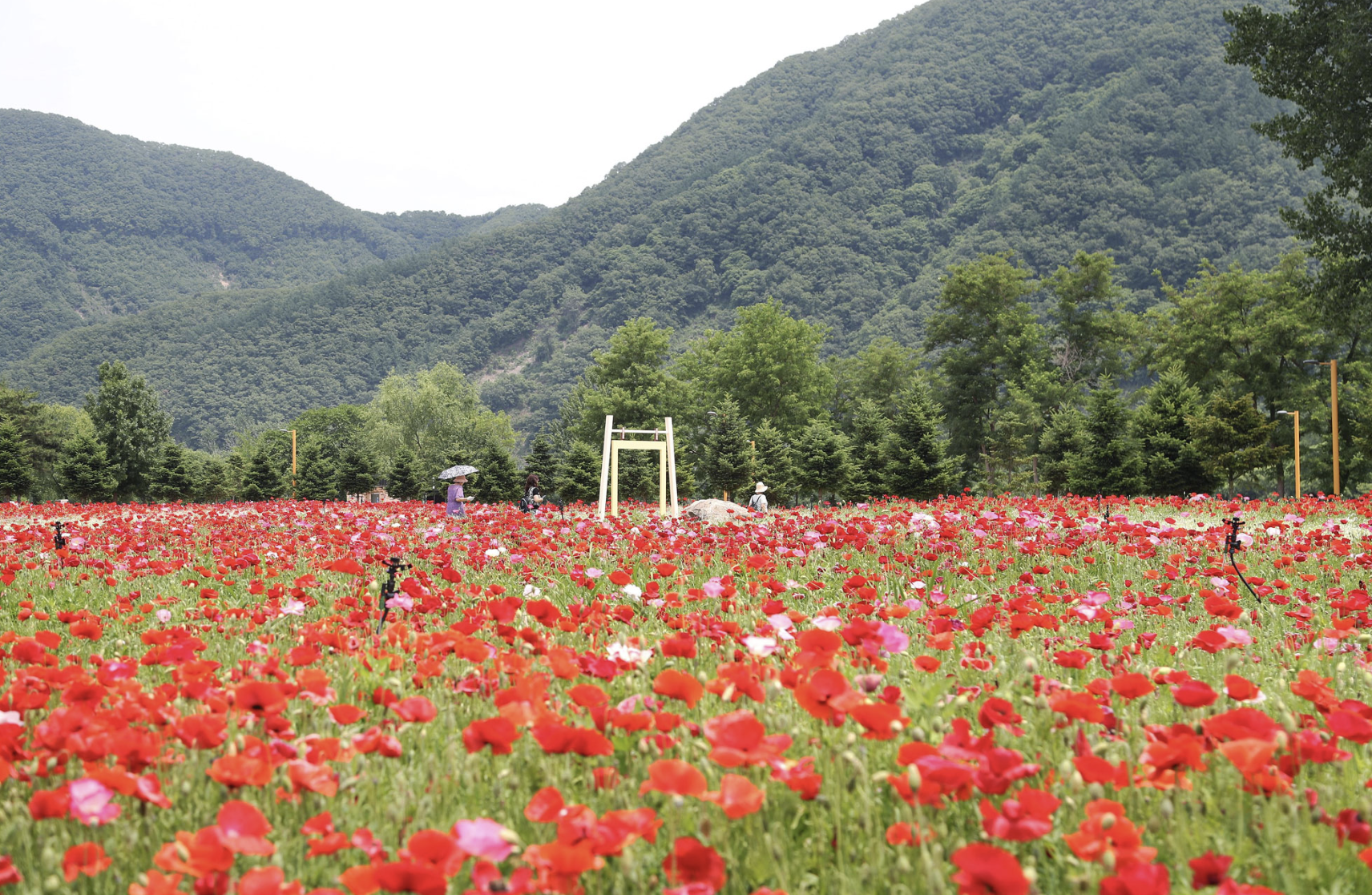 자라섬 꽃 축제