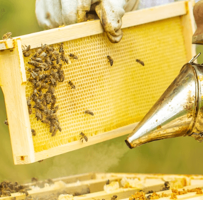 그린 프로폴리스 효능 - 호흡기 질환 개선