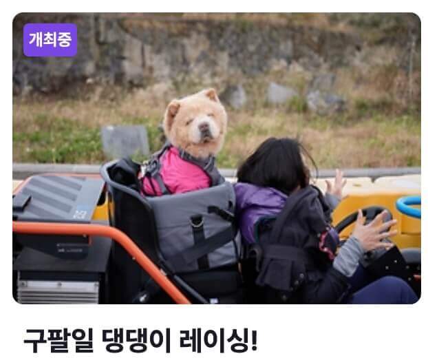 구팔일-댕댕이-레이싱