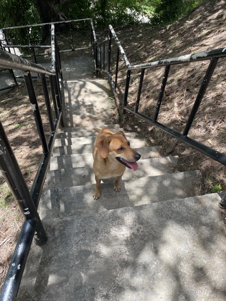 세티베이 전망대 강아지