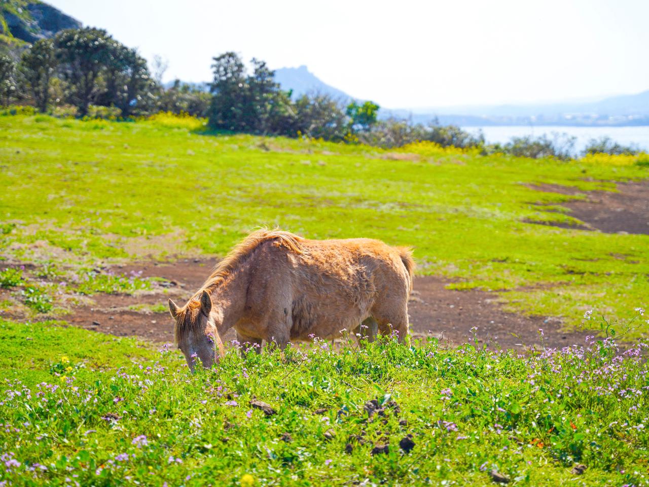우도 &ndash; 제주보다 제주 같은 섬