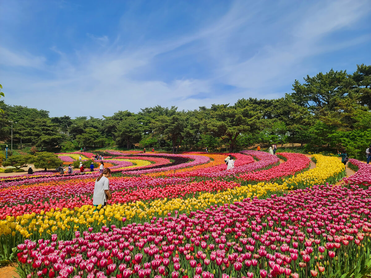 태안 튤립축제