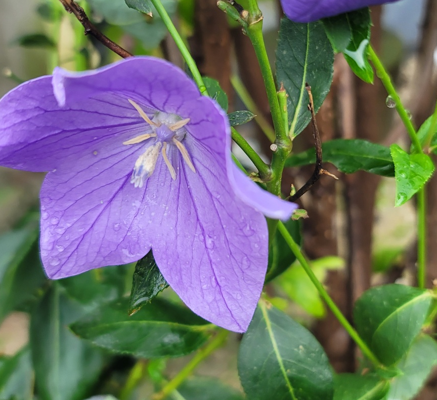 사포닌이 많은 음식, 도라지