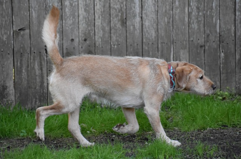 나무 판자로 세워놓은 벽을 배경으로 바닥에는 잔디가 군데군데 자라고 있고 나이가 많아 보이는 개 한 마리가 오른쪽을 향하여 걸어가고 있음