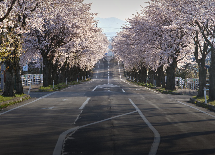 수원 벚꽃 명소