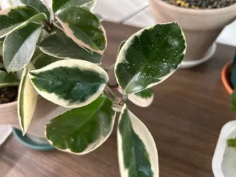 호야 키우기 꽃피우기 번식법 알고 물주기_14