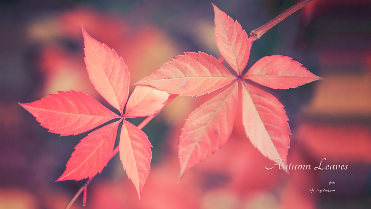 08 단풍잎 C - Autumn Leaves 가을배경화면