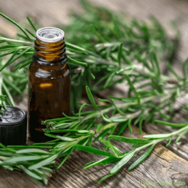 로즈마리 (Rosemary), 로즈마리오일 효능