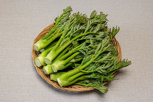 두릅 효능 및 부작용