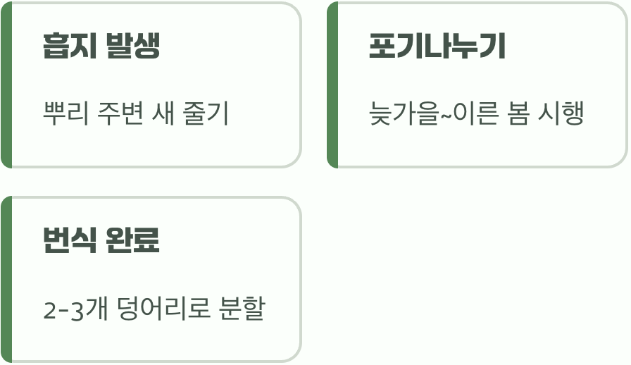 비결 4. 번식의 즐거움&amp;#44; &amp;#39;포기나누기&amp;#39;