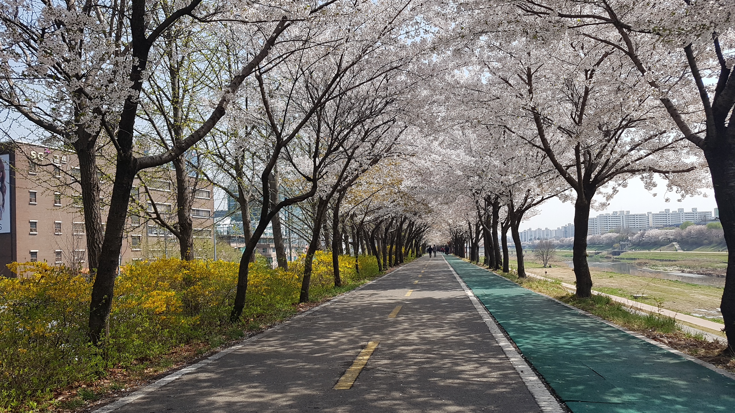 천안봄꽃