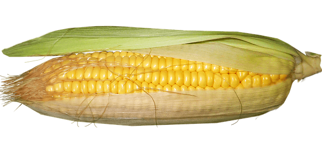 옥수수 삶는 법 및 삶는 시간