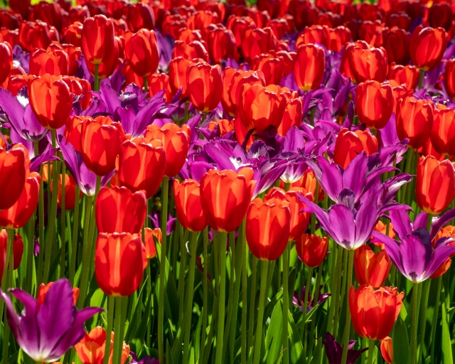 오타와 튤립축제 꿀팁