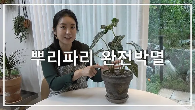 화분 뿌리파리 생기는 원인과 퇴치법 완벽 정리_8