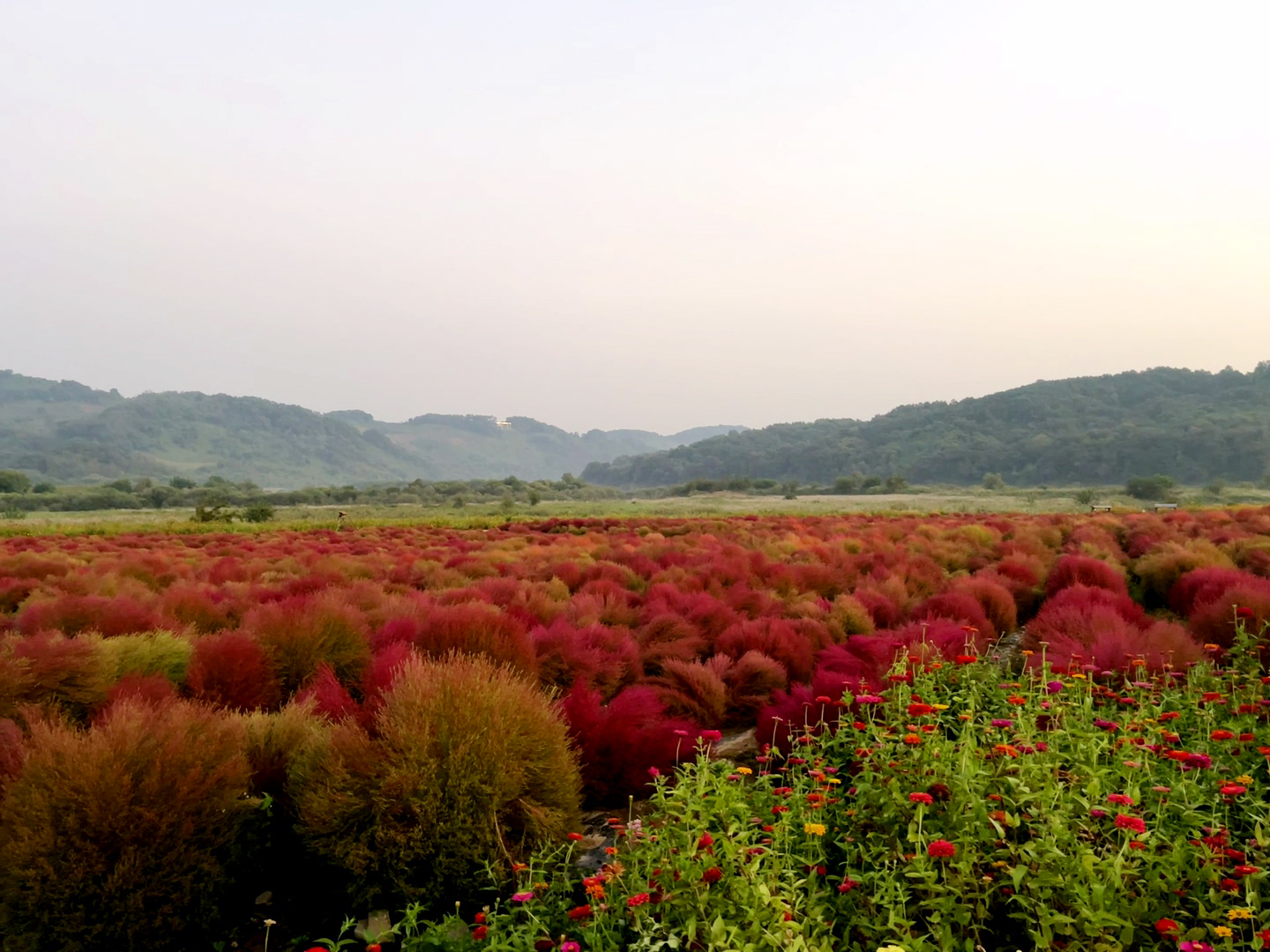 연천 임진강 댑싸리 공원