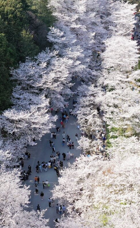 중외공원 벚꽃길