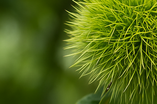 밤 영양성분 · 칼로리 · 생밤과 군밤 비교