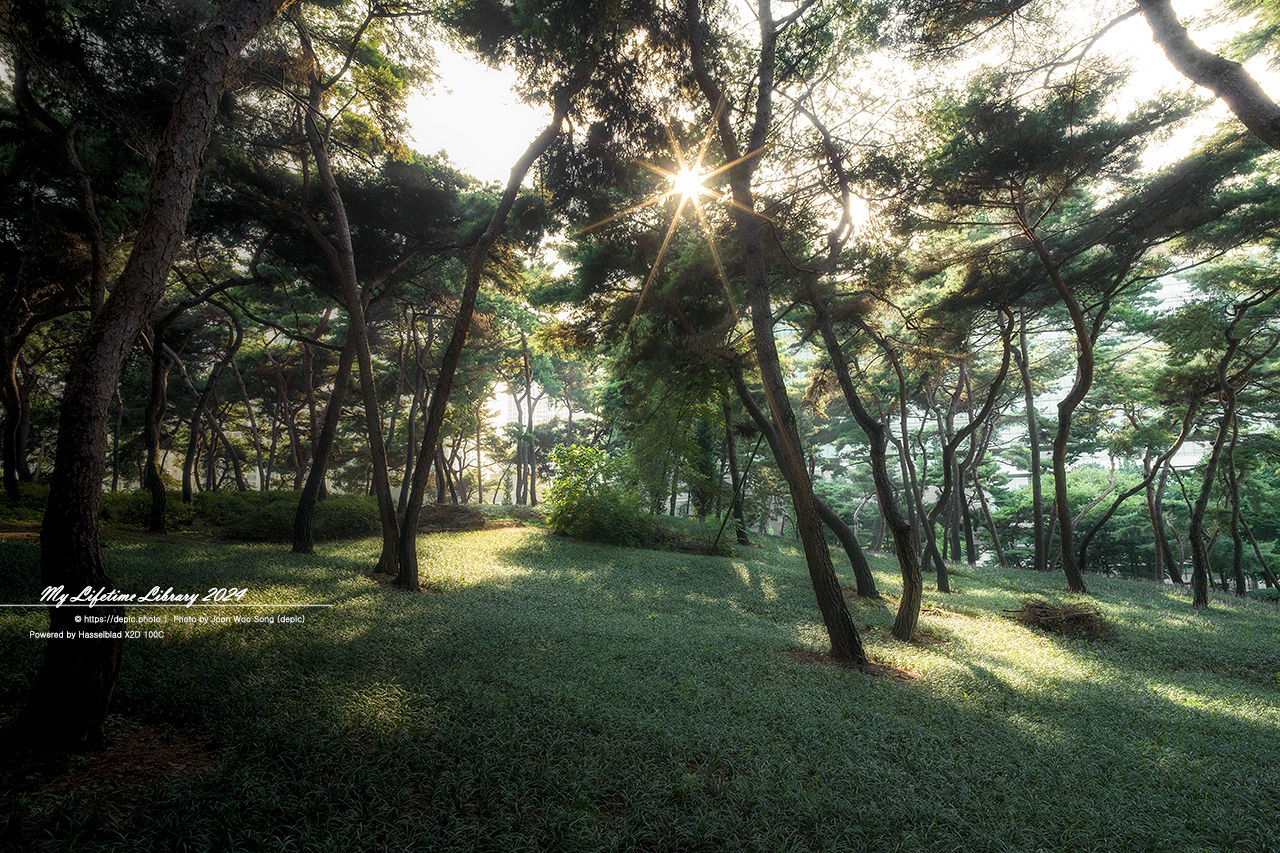 청주 솔밭공원 소나무