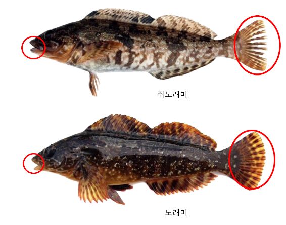 쥐노래미