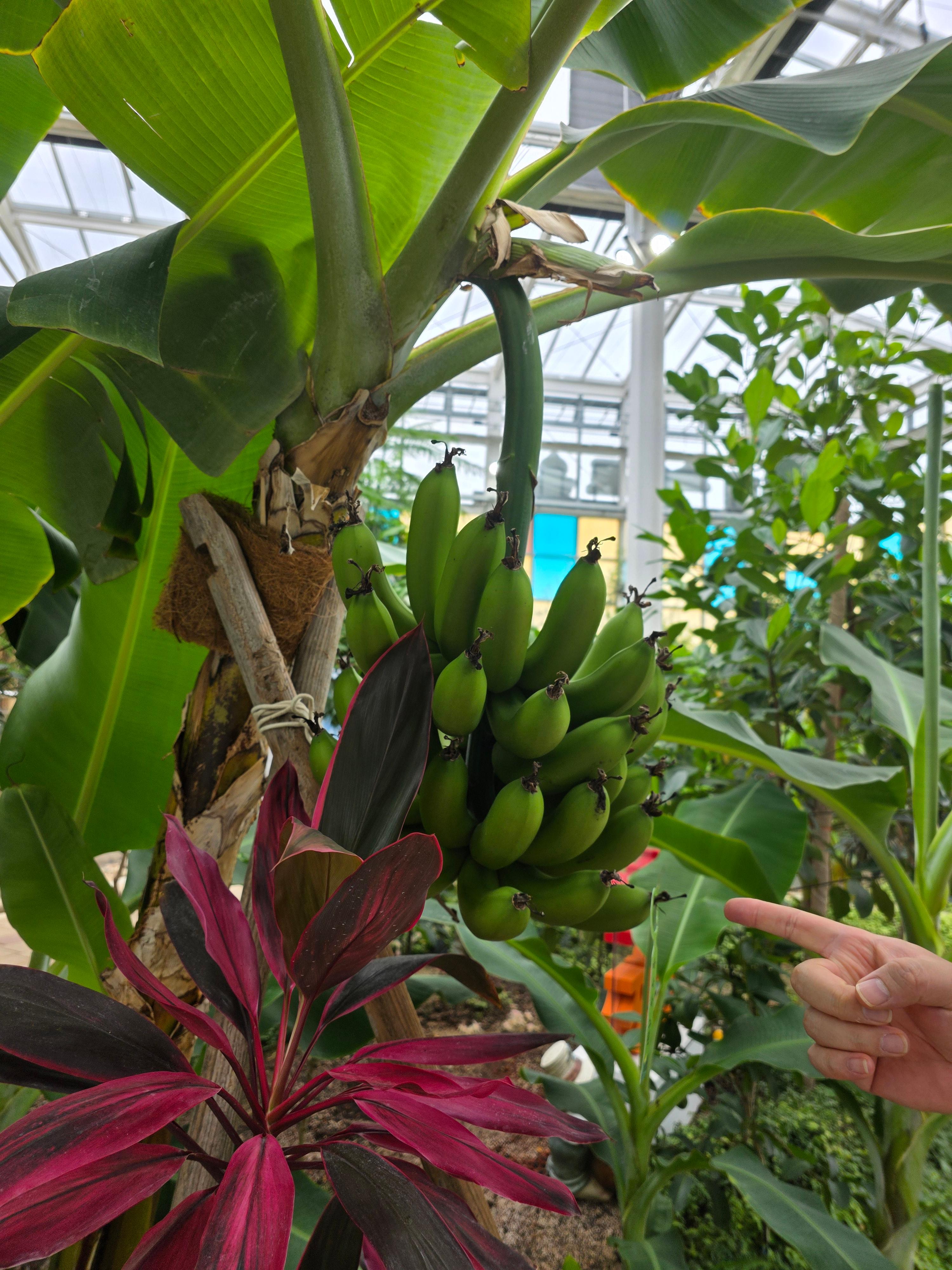 제천 아열대 스마트 온실 바나나