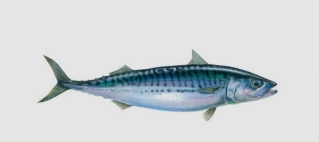 고지혈증에-좋은-음식