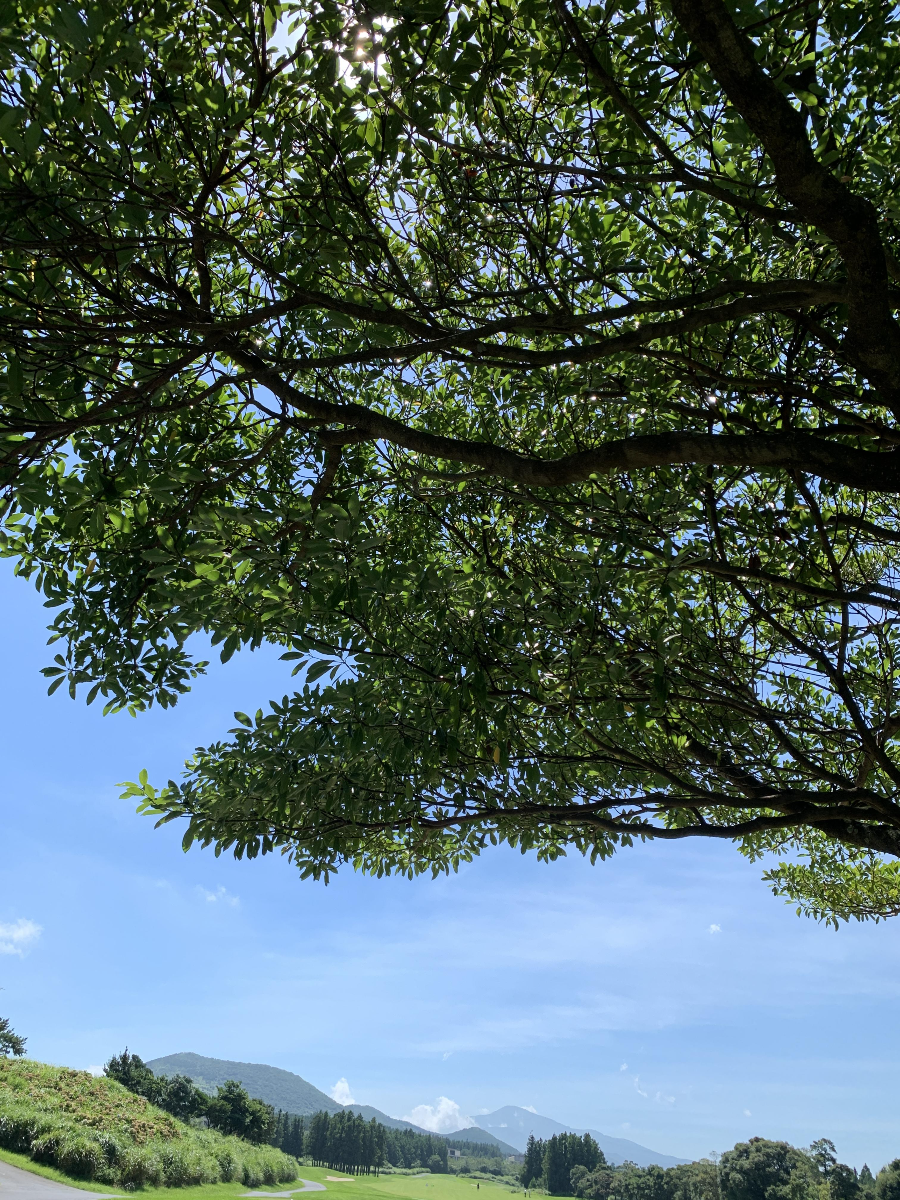 사이프러스 CC 골프장 전경