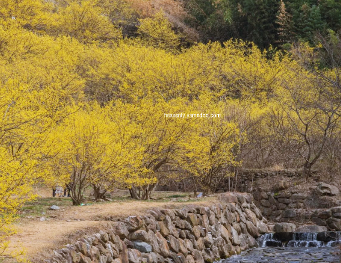 구례 산수유축제