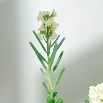 튜베로즈 씨앗 꽃 피우기 계절별 관리법 병충해 예방_15